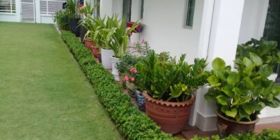 image-ag-7